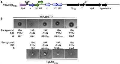 Characterization of the Competitive Pneumocin Peptides of Streptococcus pneumoniae